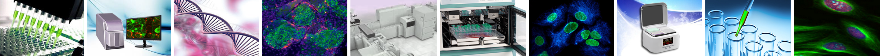 >Molecular Diagostics Application