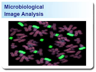 Bio Image