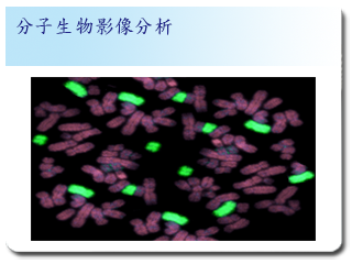 微生物分子影像分析